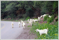 Goats crossing the road. Quebrada de las Conchas.