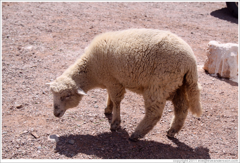 Lamb in front of a place selling vino patero (foot-pressed wine), in the Quebrada de las Conchas.