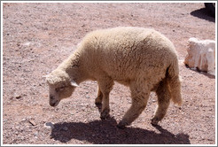 Lamb in front of a place selling vino patero (foot-pressed wine), in the Quebrada de las Conchas.