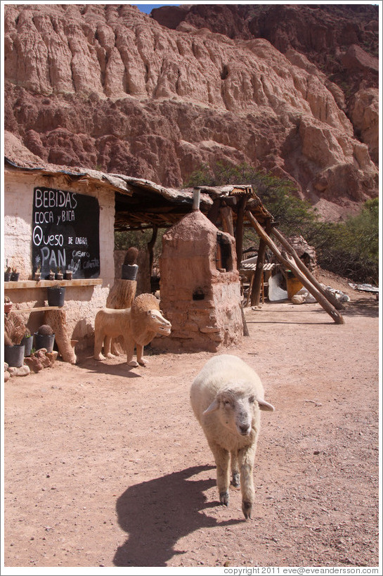 Lamb in front of a place selling vino patero (foot-pressed wine), in the Quebrada de las Conchas.