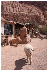 Lamb in front of a place selling vino patero (foot-pressed wine), in the Quebrada de las Conchas.