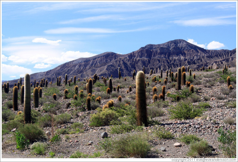 Cacti and mountains. Ruta Nacional 51.