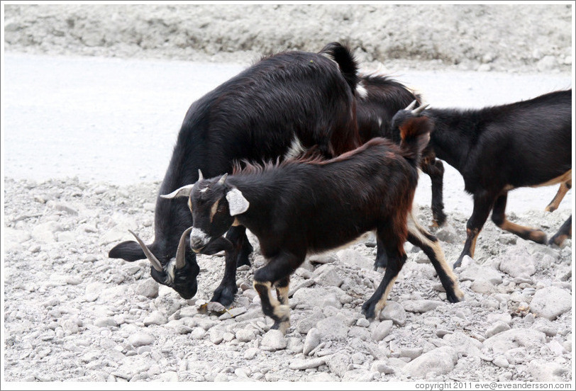 Goats at the side of Ruta Nacional 51.