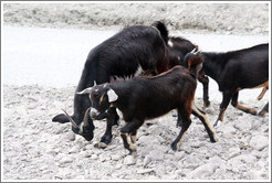 Goats at the side of Ruta Nacional 51.