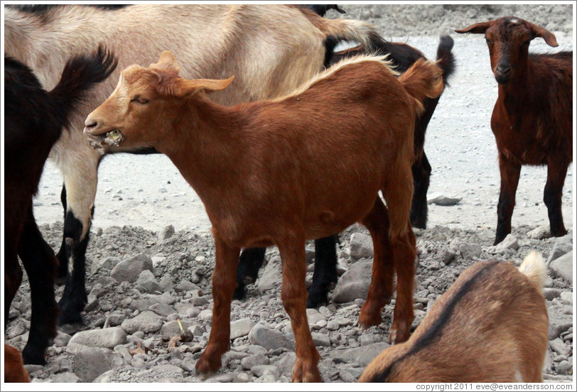 Goats at the side of Ruta Nacional 51.