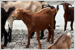 Goats at the side of Ruta Nacional 51.