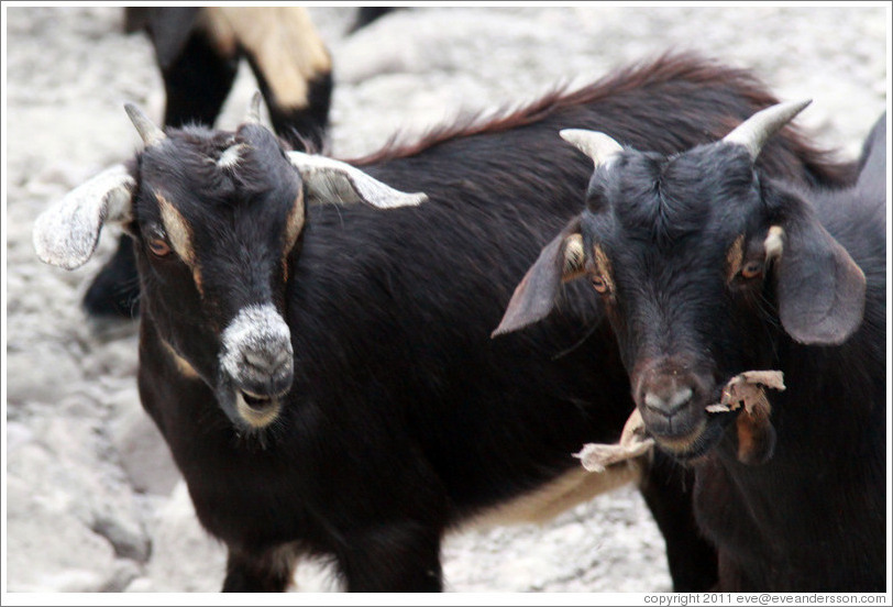 Goats at the side of Ruta Nacional 51.