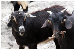 Goats at the side of Ruta Nacional 51.