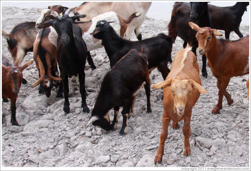 Goats at the side of Ruta Nacional 51.