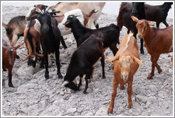 Goats at the side of Ruta Nacional 51.