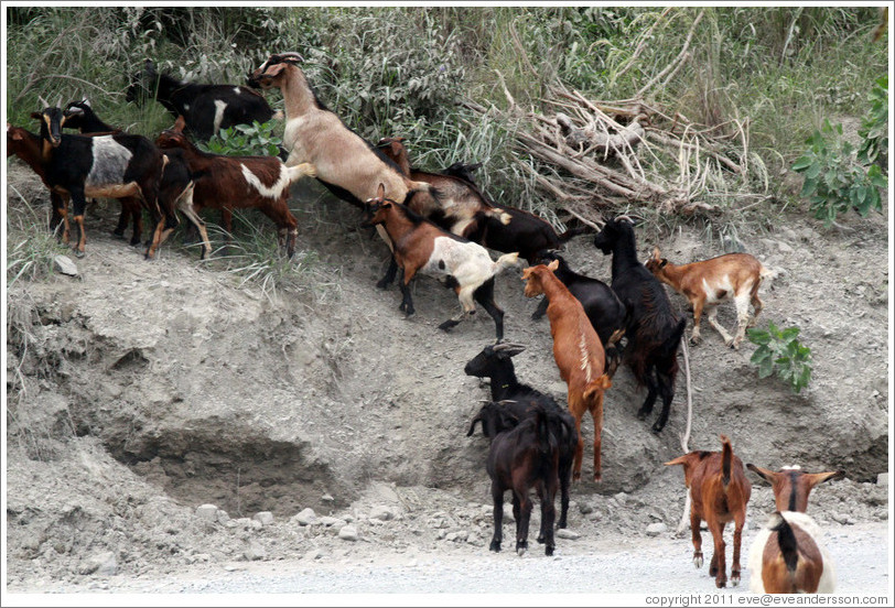 Goats at the side of Ruta Nacional 51.