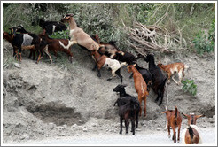 Goats at the side of Ruta Nacional 51.