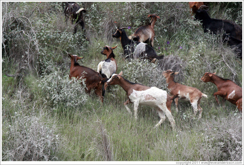 Goats at the side of Ruta Nacional 51.