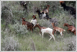 Goats at the side of Ruta Nacional 51.