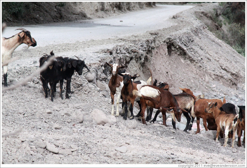 Goats at the side of Ruta Nacional 51.