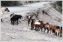 Goats at the side of Ruta Nacional 51.