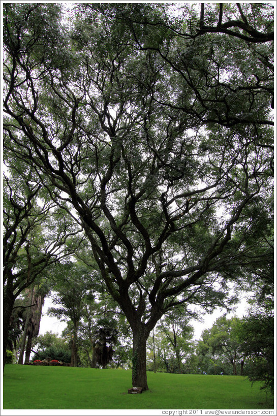 Tipuana tipu (rosewood) tree. Cerro San Bernardo.