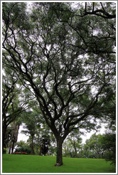 Tipuana tipu (rosewood) tree. Cerro San Bernardo.