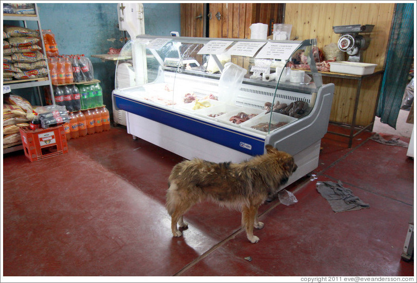 Dog searching for food inside a grocery store.