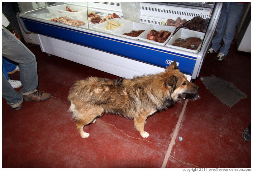 Dog searching for food inside a grocery store.