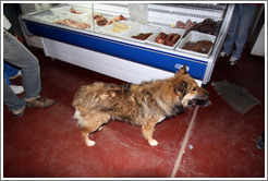 Dog searching for food inside a grocery store.