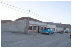 Dog and people walking on the street.