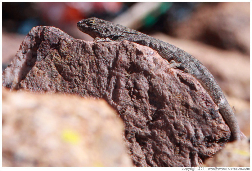 Lizard in a small miners' cemetery near La Polvorilla viaduct.