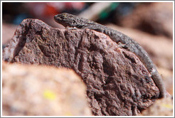 Lizard in a small miners' cemetery near La Polvorilla viaduct.