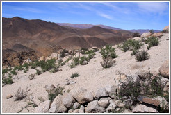 The Pre-Inca ruins of Tastil.