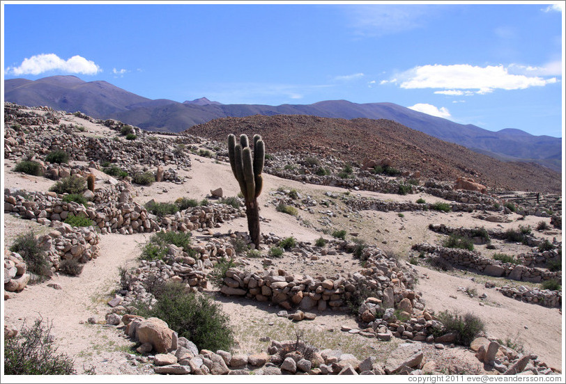 Cactus in the Pre-Inca ruins of Tastil.