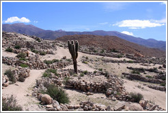 Cactus in the Pre-Inca ruins of Tastil.