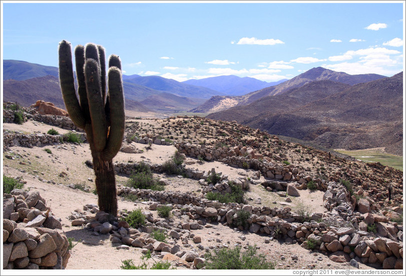 Cactus in the Pre-Inca ruins of Tastil.