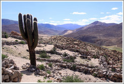 Cactus in the Pre-Inca ruins of Tastil.