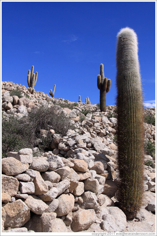 Cacti in the Pre-Inca ruins of Tastil.