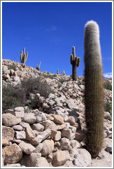 Cacti in the Pre-Inca ruins of Tastil.