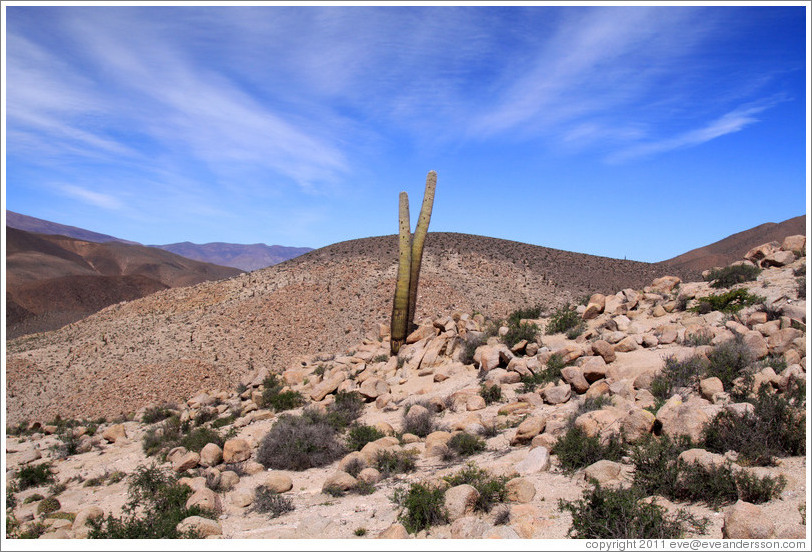 Cactus in the Pre-Inca ruins of Tastil.