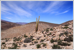 Cactus in the Pre-Inca ruins of Tastil.