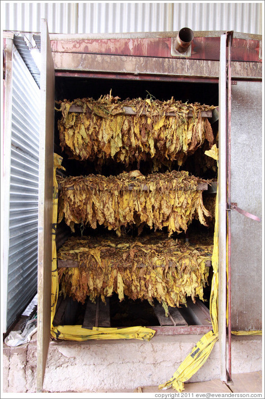 Tobacco leaves air-drying.
