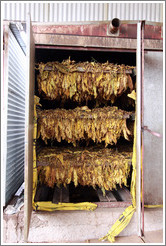 Tobacco leaves air-drying.