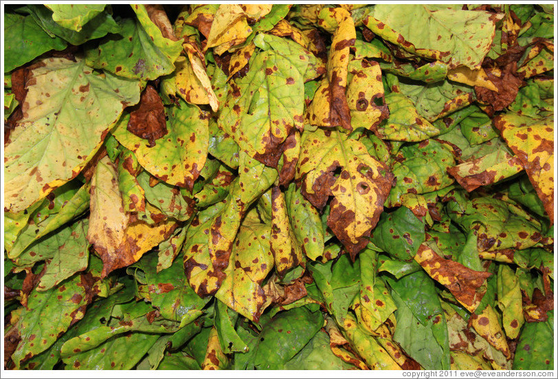 Tobacco leaves.