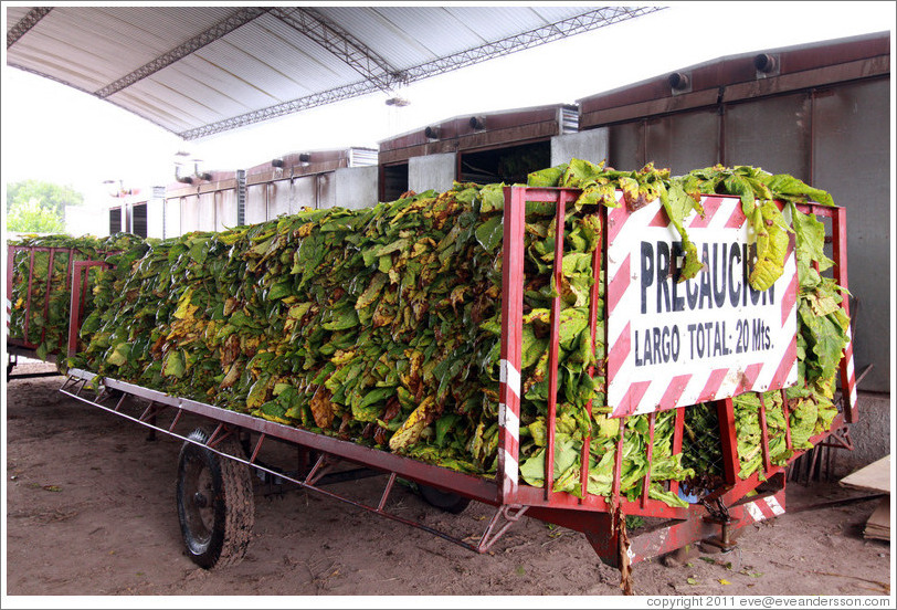 Tobacco leaves on a truck.