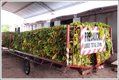 Tobacco leaves on a truck.