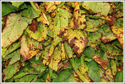 Tobacco leaves.