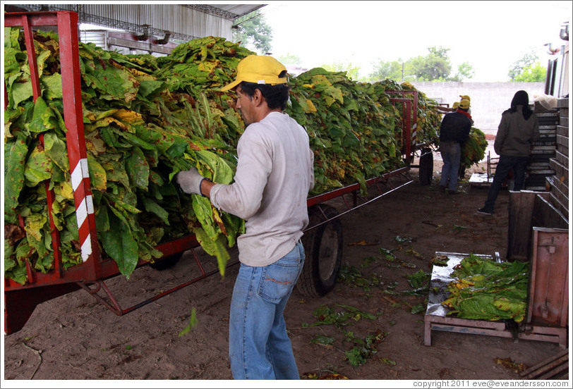Workers unloading tobacco leaves from a truck.