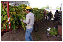 Workers unloading tobacco leaves from a truck.