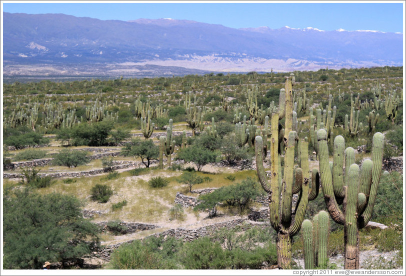 Pre-Inca ruins of Quilmes.