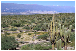 Pre-Inca ruins of Quilmes.