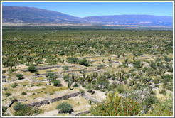 Pre-Inca ruins of Quilmes.