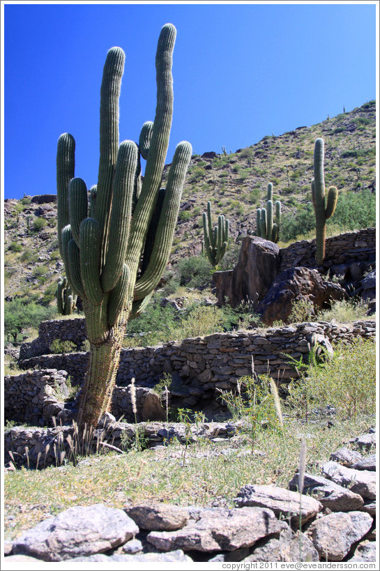 Pre-Inca ruins of Quilmes.