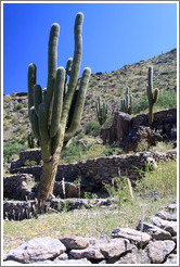 Pre-Inca ruins of Quilmes.